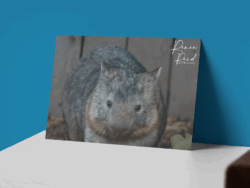 Wombat Postcard