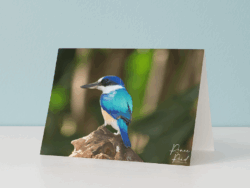 Kingfisher Greeting Card