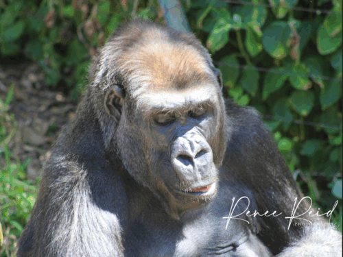 Gorilla Postcard - Image 2