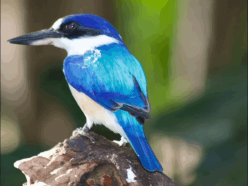 Kingfisher Coasters - Image 2