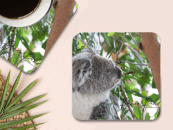 Koala Coasters