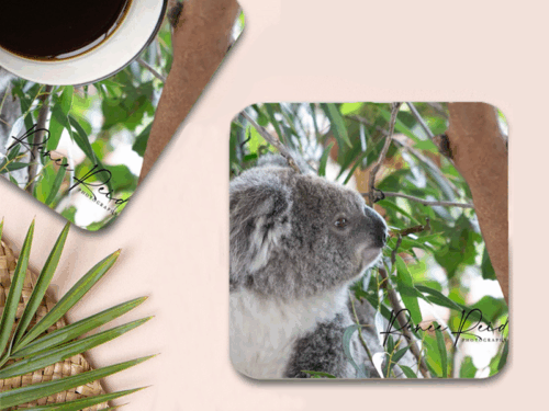 Koala Coasters