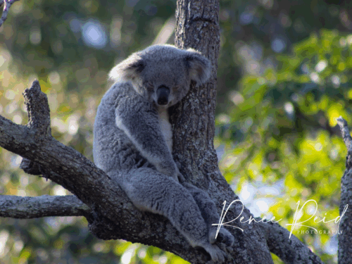 Koala Greeting Card - Image 2
