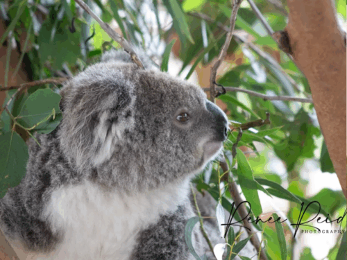 Koala Coasters - Image 2