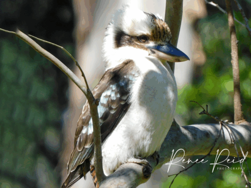 Fluffy Kookaburra Mousepad - Image 2