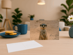 Meerkat Postcard