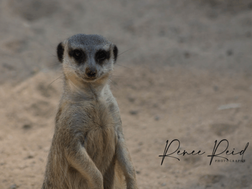 Meerkat Postcard - Image 2