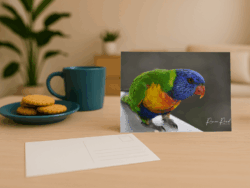 Lorikeet Postcard