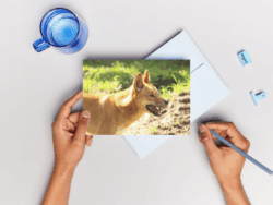 Dingo Postcard