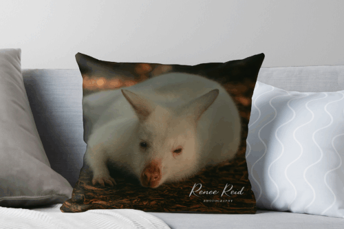 Albino Wallaby Cushion