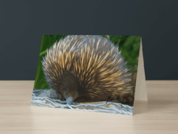 Echidna Greeting Card