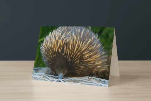 Echidna Greeting Card