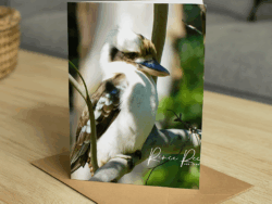 Kookaburra Greeting Card