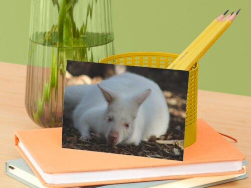 Postcard Package - Image 7