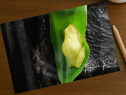 Green Frog Postcard