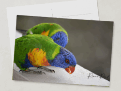 Cheeky Lorikeet Postcard