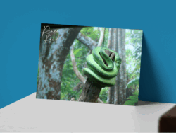 Green Tree Snake Postcard