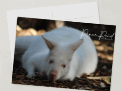 Albino Joey Postcard