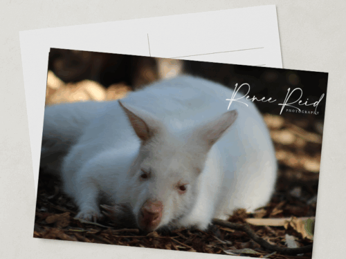 Albino Joey Postcard