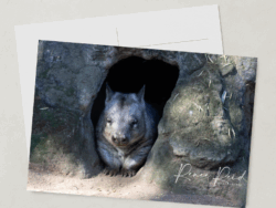 Wombat Postcard