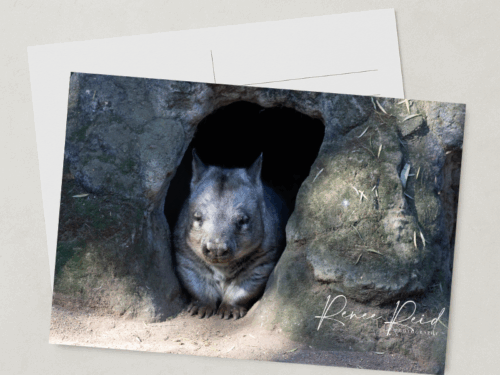 Wombat Postcard
