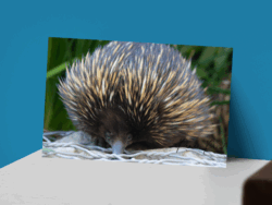 Echidna Postcard