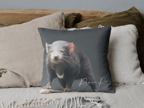 Tassie Cushion