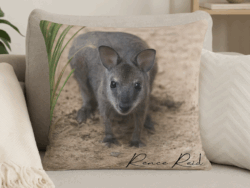Joey Cushion