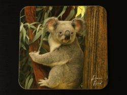 Koala Coaster