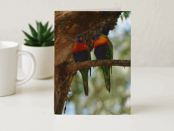 2 Lorikeets in Tree Postcard