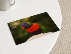 Lorikeet Postcard