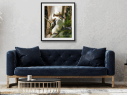 A4 Fluffy Kookaburra Print