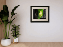 A4 Green Tree Frog