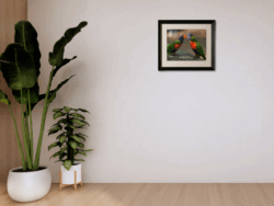 A4 Framed Kissing Lorikeets