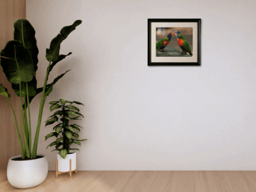 A4 Framed Kissing Lorikeets