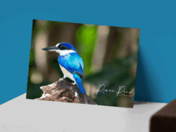 Kingfisher Postcard