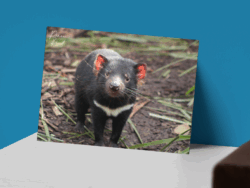Tassie Postcard