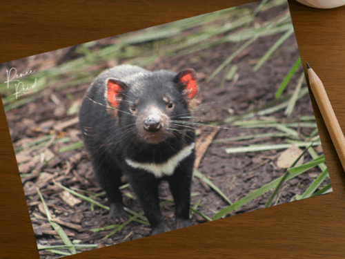 Tassie Postcard - Image 2