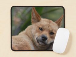 Dingo Mousepad