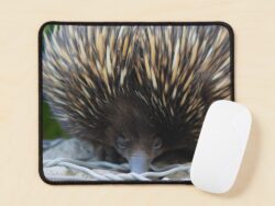 Echidna Mouspad