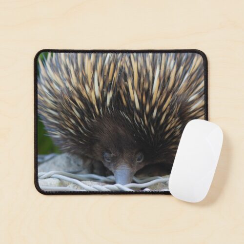 Echidna Mouspad