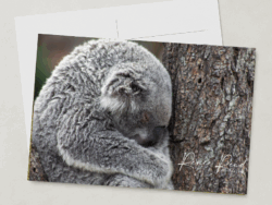 Koala Sleeping Postcard