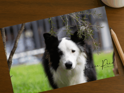 Personalised Pet Merchandise Pack - Image 3
